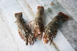 Frozen Bamboo Lobsters (400 to 600g)